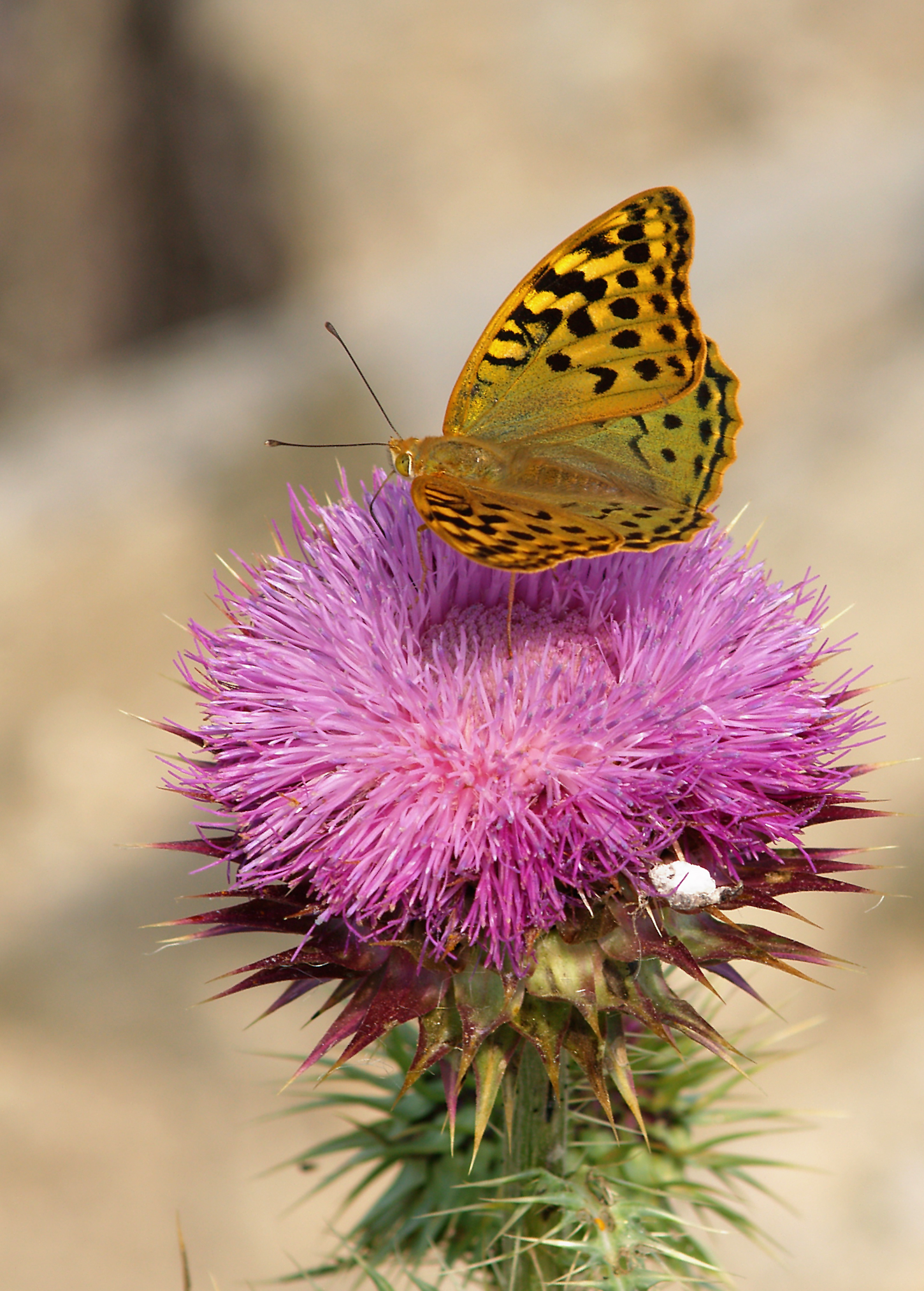 Argynnis pandora